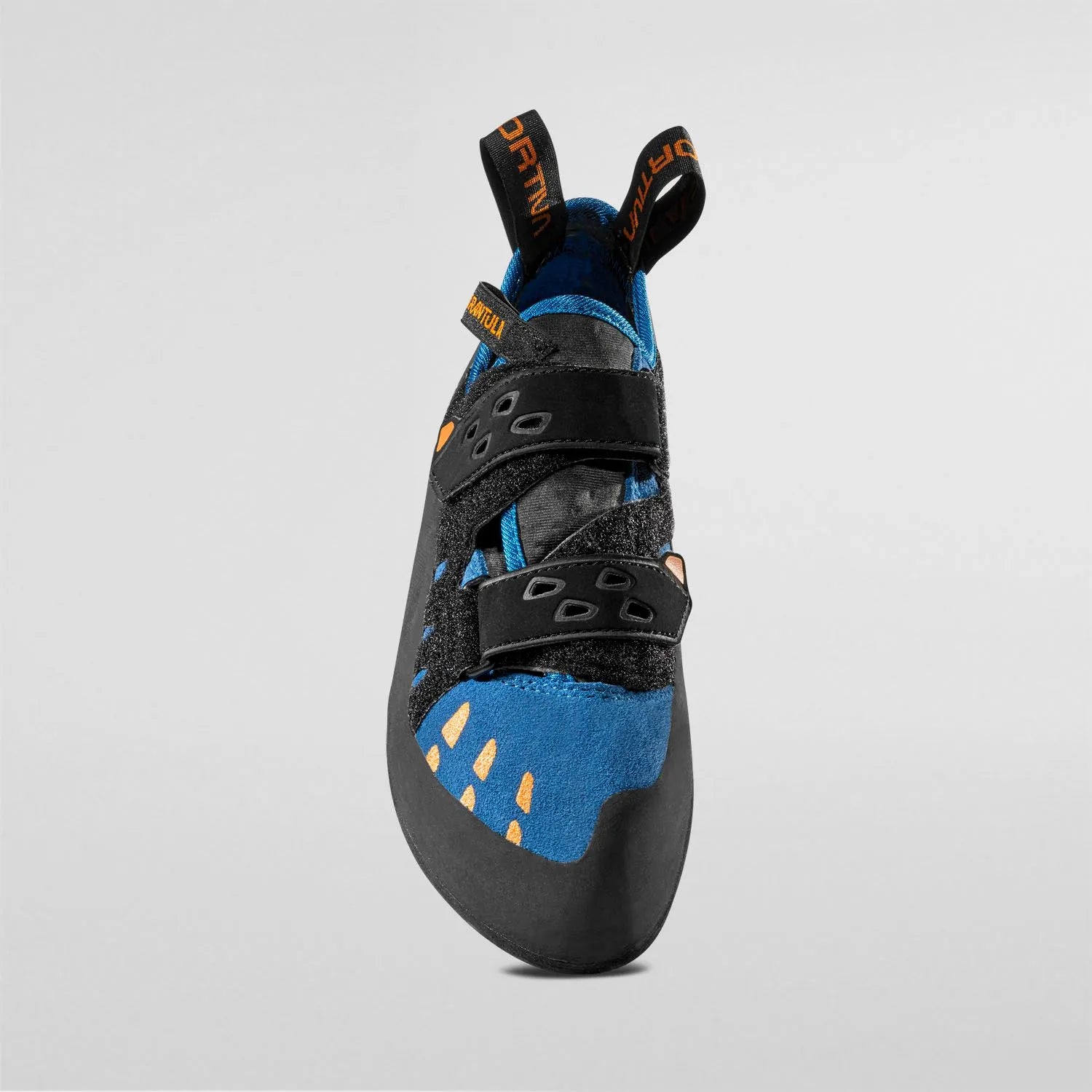Tarantula Blue
