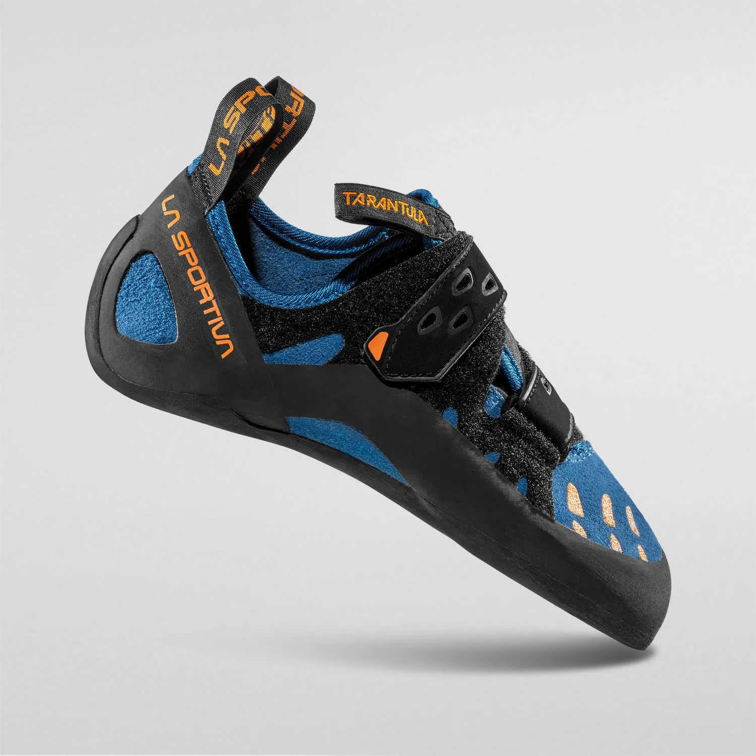 Tarantula Blue